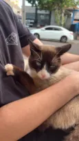 Amigo