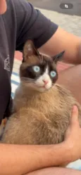 Amigo