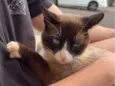 Amigo