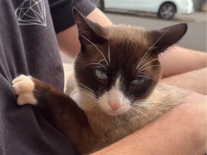 Gato raça SRD-ViraLata idade 2 anos nome Amigo