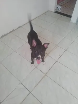 Cachorro raça SRD-ViraLata idade 7 a 11 meses nome Pingo