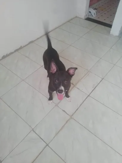 Cachorro raça SRD-ViraLata idade 7 a 11 meses nome Pingo
