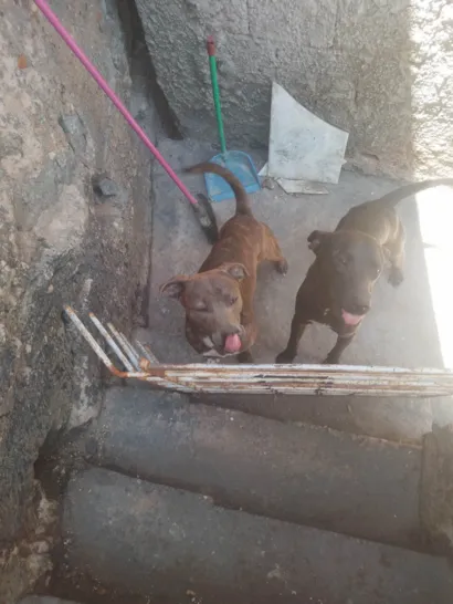 Cachorro raça SRD-ViraLata idade 7 a 11 meses nome Pivete 