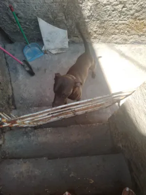 Cachorro raça SRD-ViraLata idade 7 a 11 meses nome Fred