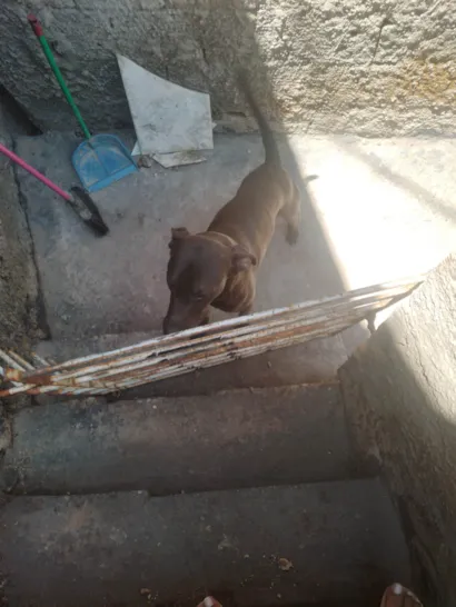 Cachorro raça SRD-ViraLata idade 7 a 11 meses nome Fred