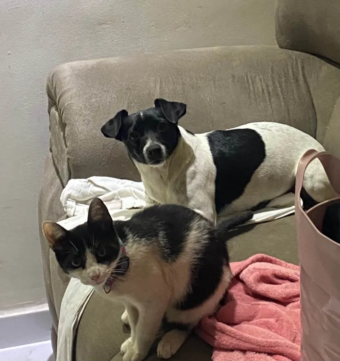 Gato ra a SRD-ViraLata idade 2 a 6 meses nome Isis 