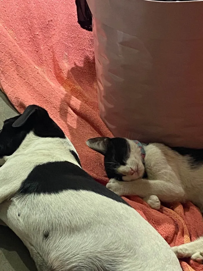 Gato ra a SRD-ViraLata idade 2 a 6 meses nome Isis 