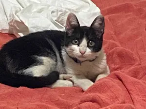 Gato raça SRD-ViraLata idade 2 a 6 meses nome Isis 