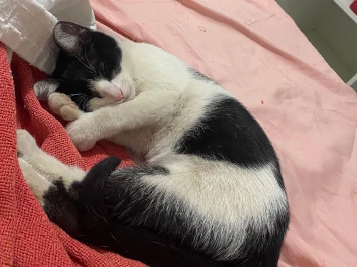 Gato ra a SRD-ViraLata idade 2 a 6 meses nome Isis 