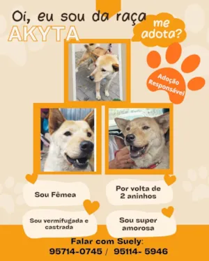 Cachorro raça SRD-ViraLata idade 2 anos nome Akita
