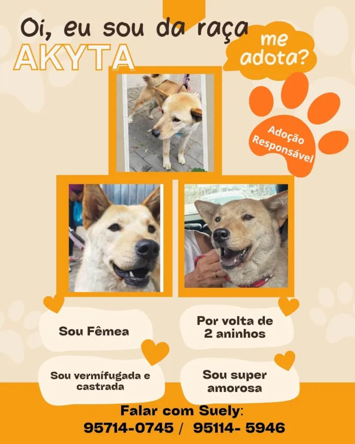 Cachorro ra a SRD-ViraLata idade 2 anos nome Akita
