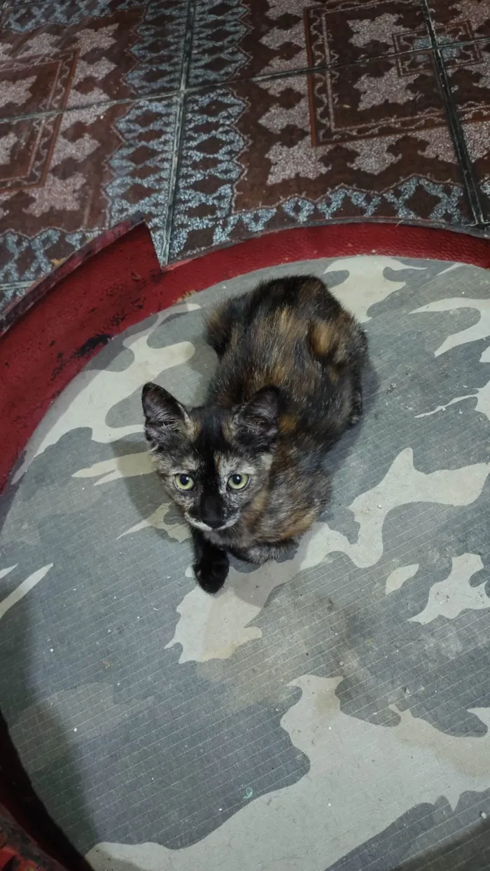 Gato ra a SRD-ViraLata idade 2 a 6 meses nome Judite 