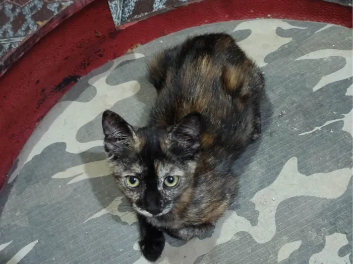 Gato ra a SRD-ViraLata idade 2 a 6 meses nome Judite 