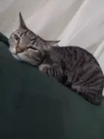 Pipoca