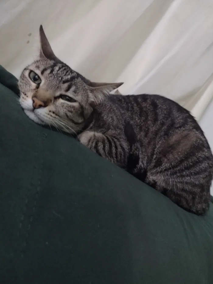 Gato ra a SRD-ViraLata idade 3 anos nome Pipoca