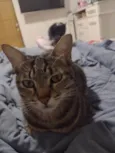 Pipoca