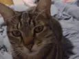 Pipoca