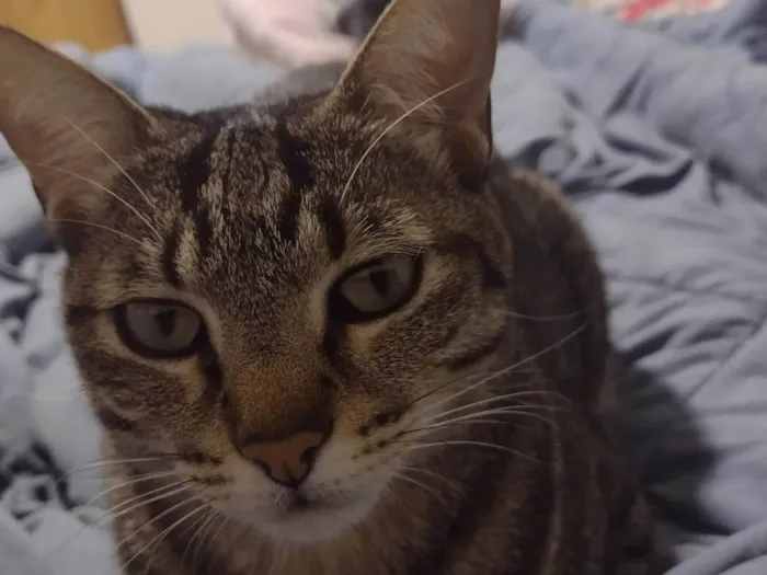 Gato ra a SRD-ViraLata idade 3 anos nome Pipoca