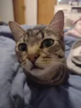 Pipoca