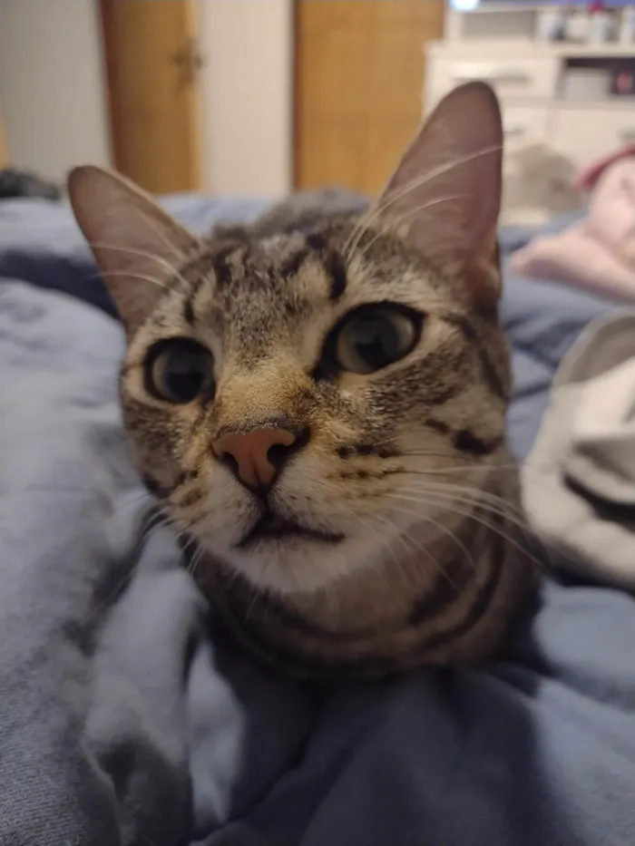 Gato ra a SRD-ViraLata idade 3 anos nome Pipoca
