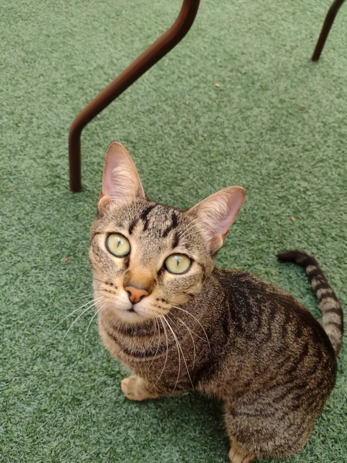 Gato ra a SRD-ViraLata idade 3 anos nome Pipoca
