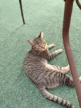 Pipoca