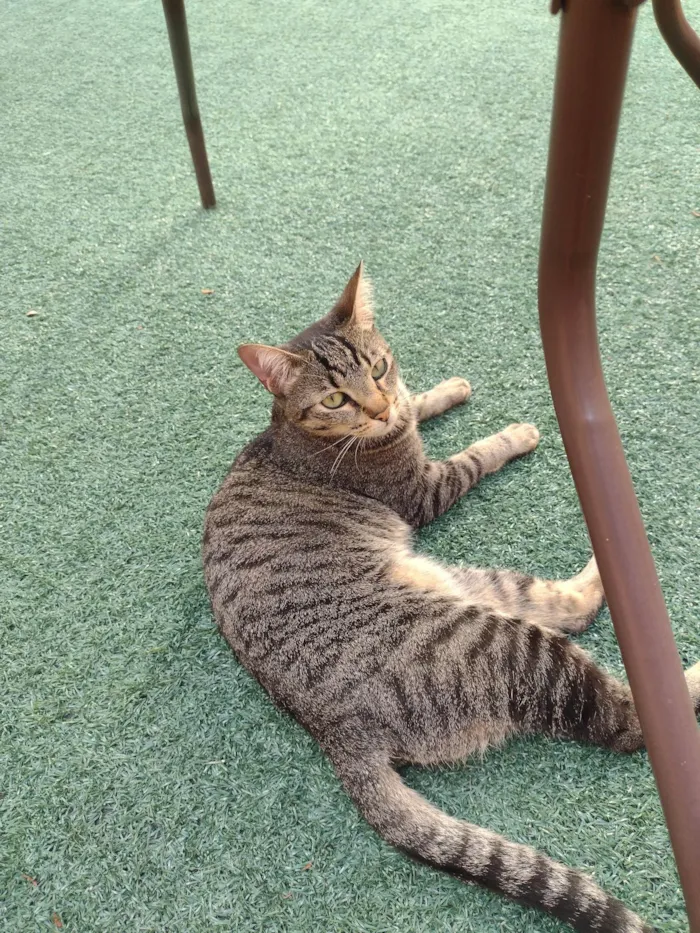 Gato ra a SRD-ViraLata idade 3 anos nome Pipoca