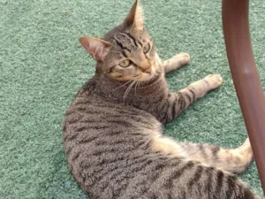 Gato raça SRD-ViraLata idade 3 anos nome Pipoca 