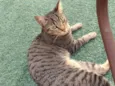 Pipoca