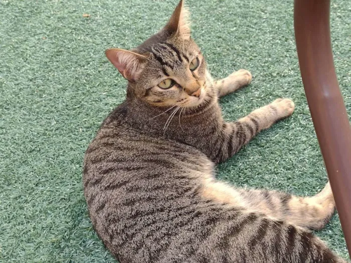 Gato ra a SRD-ViraLata idade 3 anos nome Pipoca