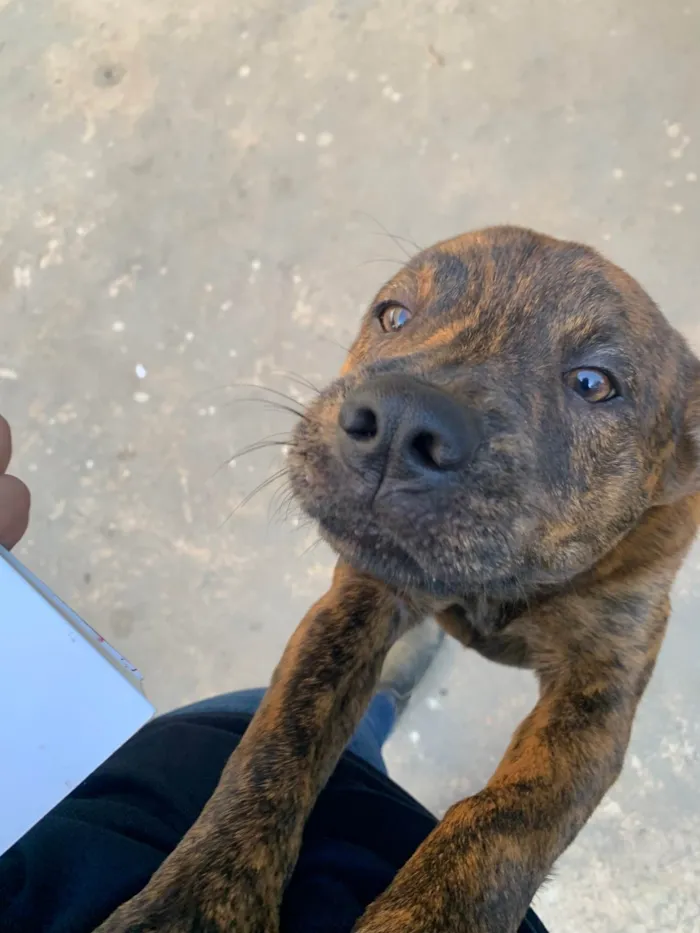 Cachorro ra a SRD-ViraLata idade 7 a 11 meses nome Akira