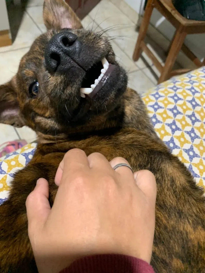 Cachorro ra a SRD-ViraLata idade 7 a 11 meses nome Akira
