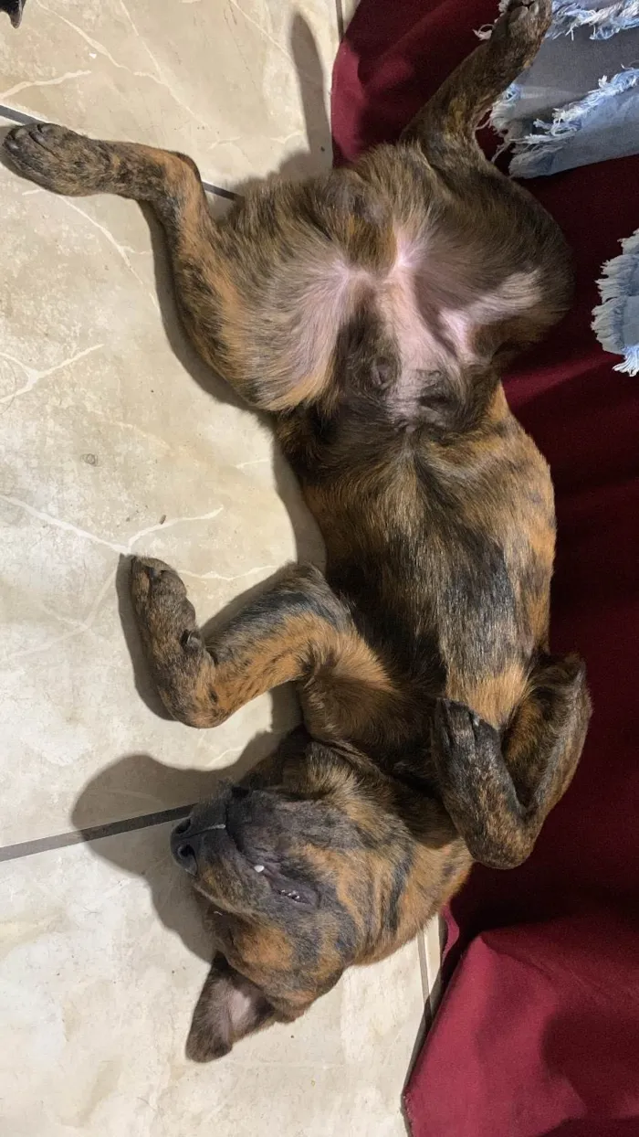 Cachorro ra a SRD-ViraLata idade 7 a 11 meses nome Akira