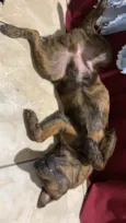 Akira