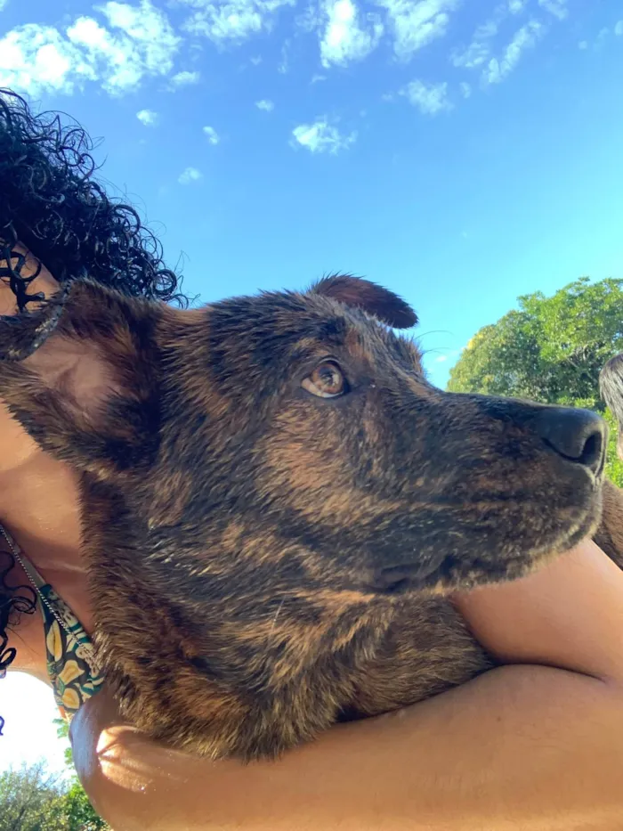 Cachorro ra a SRD-ViraLata idade 7 a 11 meses nome Akira