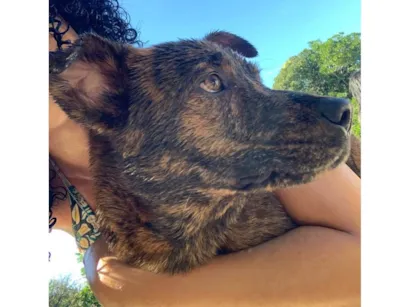 Cachorro raça SRD-ViraLata idade 7 a 11 meses nome Akira