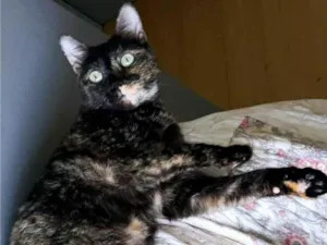 Gato raça SRD-ViraLata idade 3 anos nome Isabele