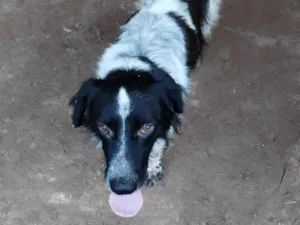 Cachorro raça SRD-ViraLata idade 4 anos nome Bandit