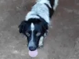 Bandit
