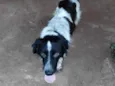 Bandit