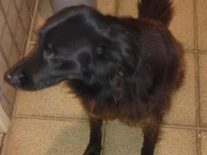 Cachorro raça SRD-ViraLata idade 4 anos nome Amora