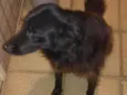 Amora