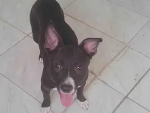 Cachorro raça SRD-ViraLata idade 7 a 11 meses nome Pingo