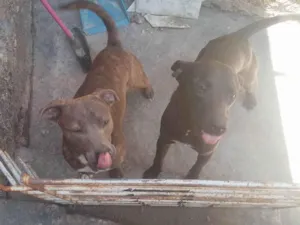 Cachorro raça SRD-ViraLata idade 7 a 11 meses nome Pivete 