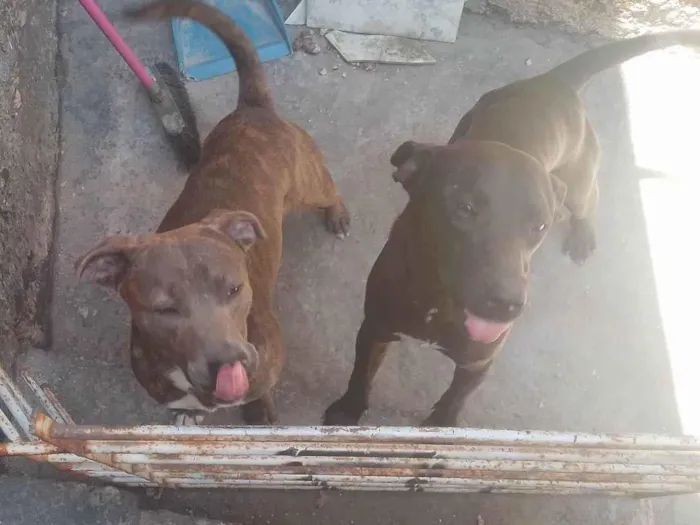 Cachorro ra a SRD-ViraLata idade 7 a 11 meses nome Preto 