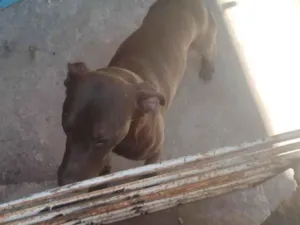 Cachorro raça SRD-ViraLata idade 7 a 11 meses nome Fred