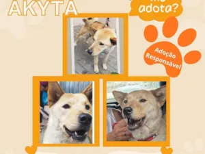 Cachorro raça SRD-ViraLata idade 2 anos nome Akita