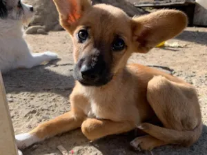 Cachorro raça SRD-ViraLata idade 2 a 6 meses nome Scoob