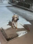 Pitucha