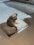 Pitucha